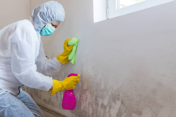 Best Water Damage & Mold Remediation  in Eglin Af, FL